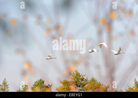 Singschwäne (Cygnus Cygnus) fliegen aus einem Moor. Stockfoto