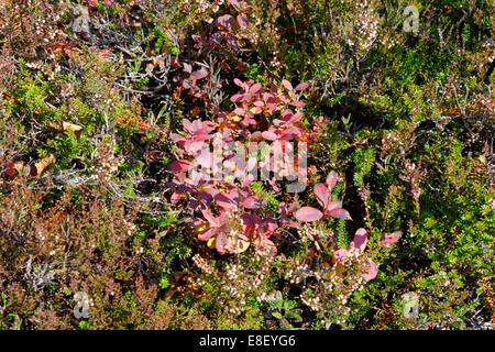 Moor Vegetation Anfang Oktober. Stockfoto