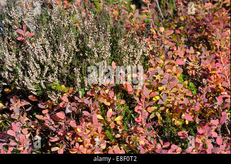 Moor Vegetation Anfang Oktober. Stockfoto