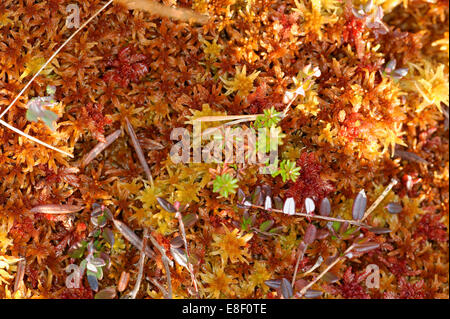 Pflanzung von Hochmoor im Oktober. Stockfoto