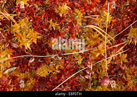 Pflanzung von Hochmoor im Oktober. Stockfoto