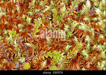 Pflanzung von Hochmoor im Oktober. Stockfoto