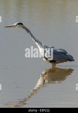 Erwachsenen Graureiher Fischen in einem flachen Teich. Stockfoto