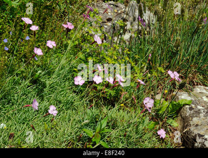 Cheddar Pink - Dianthus Gratianopolitanus wächst unter Kalkfelsen Stockfoto