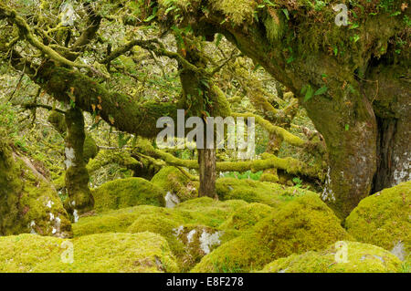 Moos bedeckt Granit Findlinge & Eichen mit epiphytischen Moosen, Flechten und Farne Wistman Holz, Dartmoor, Devon Stockfoto