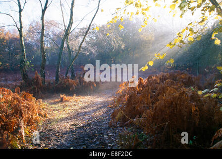 Getrocknete Adlerfarn auf beiden Seiten des Weges in einem Wald im Herbst Stockfoto