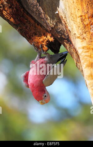 Ein Rosakakadu (Eolophus Roseicapilla) hängt von Kijiji in Perth, Western Australia invertiert. Stockfoto