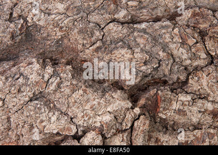 Zusammenfassung Hintergrund Rinde einer alten Eiche Stockfoto