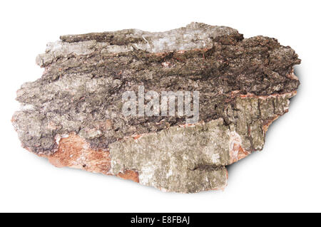 Stück getrocknete Rinde der alten Birke, Isolated On White Background Stockfoto