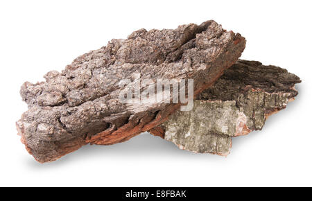 Stücke der trockene Rinde der Birke und Eiche, Isolated On White Background Stockfoto