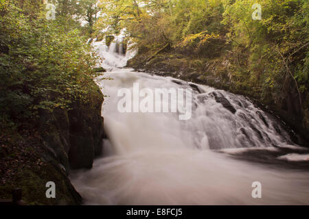 Schlucken Sie fällt, in der Nähe von Betws-y-Coed, Conwy Valley, Snowdonia National Park, North Wales Stockfoto