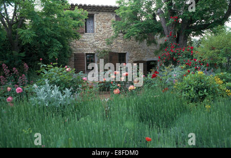 Lavendel und Rosen in dicht bepflanzten Grenze vor Stein von alten Haus im Süden von Frankreich Stockfoto