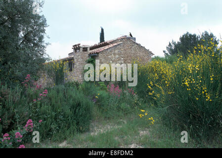 Gelber Ginster mit rosa Baldrian und Lavendel wächst im wilden Garten der alten Steinhaus in Südfrankreich Stockfoto