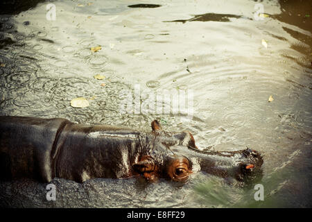 Ein Nilpferd in einem Fluss in Nahaufnahme Stockfoto