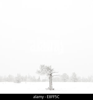 USA, Wyoming, Albany County, Laramie, Baum im Schnee bedeckt Landschaft Stockfoto