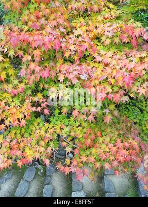 Herbstlaub Stockfoto