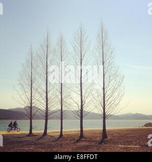 Paar Radfahren an einer Reihe von Bäumen, Südkorea Stockfoto