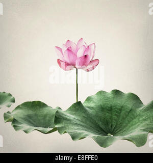 Nahaufnahme einer rosa Lotusblume, Südkorea Stockfoto