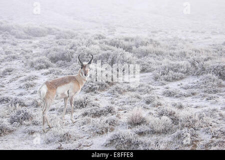 Hirsch stehend im Schnee Stockfoto
