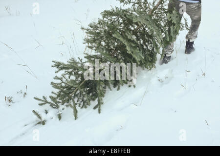 Mann, der einen Weihnachtsbaum durch den Schnee zieht, USA Stockfoto