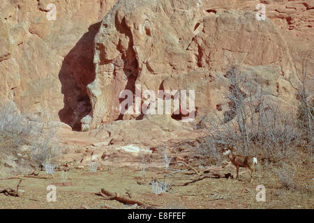 USA, Colorado, El Paso, Colorado Springs, Garten der Götter, Garden Drive, Hirsche in natürlicher Umgebung Stockfoto