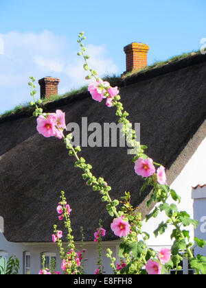 Hollyhockblüten wachsen vor einem traditionellen strohgedeckten Sommerhaus in Fanoe, Jütland, Dänemark Stockfoto