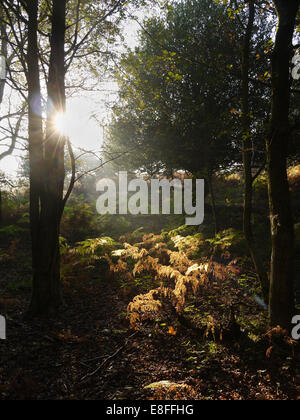 Sonnenlicht durch die Bäume im Wald, New Forest, Hampshire, England, Großbritannien Stockfoto