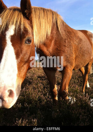 Nahaufnahme des Ponys von New Forest, Hampshire, England, Großbritannien Stockfoto