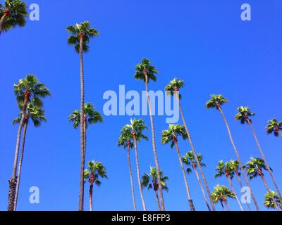 Niedrige Winkelansicht von Palmen, Kalifornien, USA Stockfoto