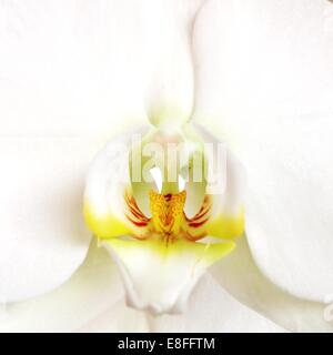 Nahaufnahme der Orchidee Blume Stockfoto