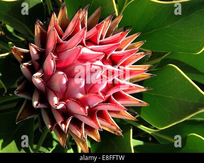 Nahaufnahme von Protea Fynbos Blume Stockfoto