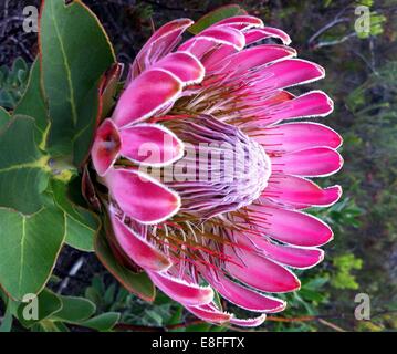 Nahaufnahme von Protea Blume Stockfoto