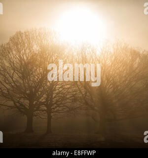 Sonne durch die Bäume bei Sonnenaufgang, berkshire, England, Vereinigtes Königreich Stockfoto