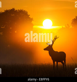 Hirsche stehen im Park bei Sonnenuntergang, Berkshire, England, Vereinigtes Königreich Stockfoto