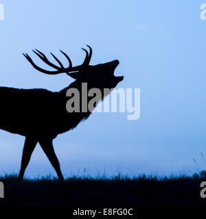 Silhouette von Stag Roaring, Berkshire, England, Vereinigtes Königreich Stockfoto