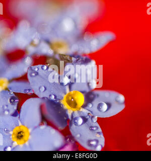 Wassertropfen auf lila Blumen Stockfoto