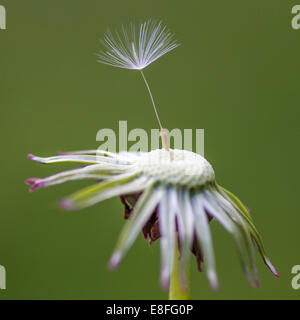 Nahaufnahme von Löwenzahn Samen auf Blume Stockfoto