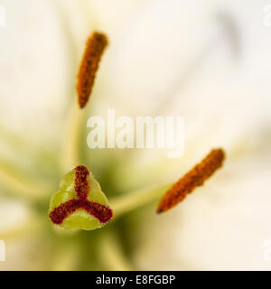 Nahaufnahme der Staubblätter auf Lily flower Stockfoto