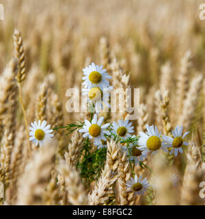 Gänseblümchen im Weizenfeld Stockfoto