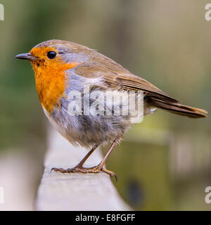 Nahaufnahme von roten Robin Vogel sitzt auf Zaun Stockfoto