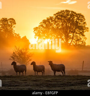 Schafe stehen in Feld bei Sonnenuntergang, Berkshire, England, Vereinigtes Königreich Stockfoto