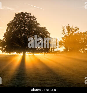 Sonnenlicht, das bei Sonnenuntergang durch Bäume strömt, Berkshire, England, Großbritannien Stockfoto