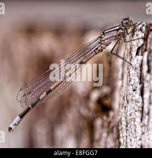 Libelle auf Baumrinde Stockfoto