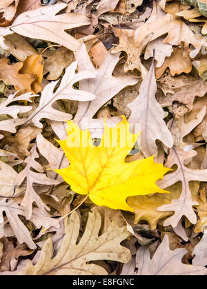 Gelbes Blatt auf trockenen braunen Blättern im Wald, USA Stockfoto