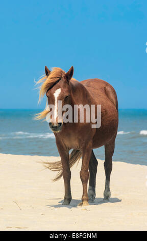 Braunes Pferd, das an einem Strand steht, USA Stockfoto