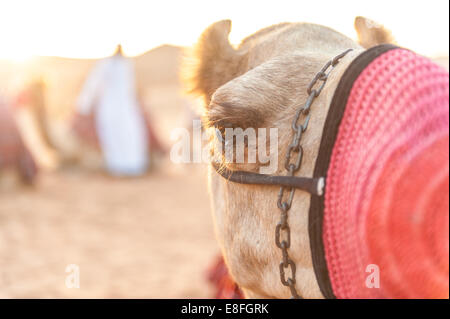 Close-up Portrait von Kamel (Camelus Dromedarius), Abu Dhabi, Vereinigte Arabische Emirate Stockfoto