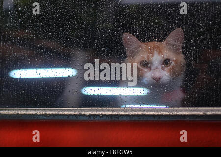 Katze Blick durch Fenster Stockfoto