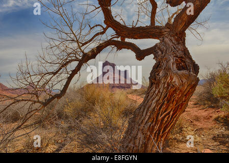 USA, Utah, Moab, knorrigen, Schloss Berg, Baum im Professor Tal Stockfoto