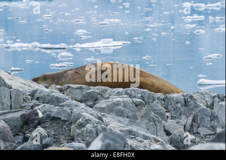 Dichtung auf Felsen Stockfoto