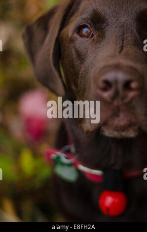 Porträt von einem Chocolate Labrador Retriever Hund Stockfoto